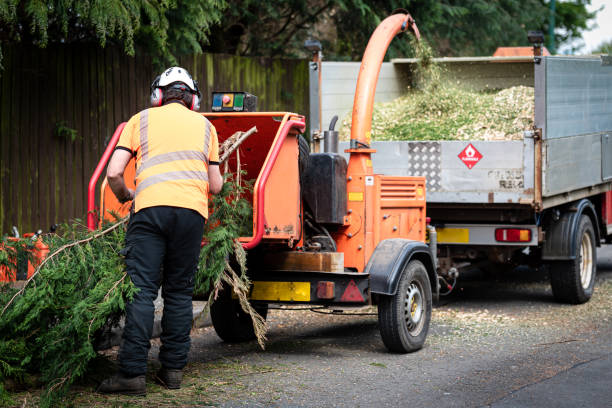 The Steps Involved in Our Tree Care Process in Heyburn, ID